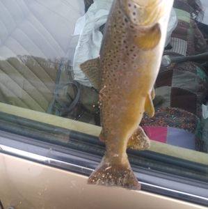 Meet your Posher, Rex